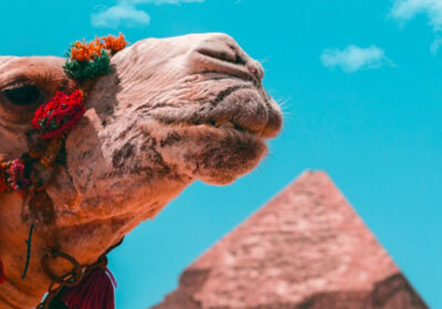 8 Days 7 Nights in Egypt